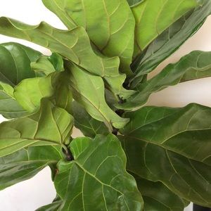 Bras, bralette DROP 🌞🌞